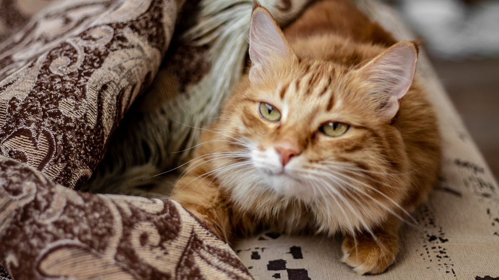 How do you deal with a spoiled cat?