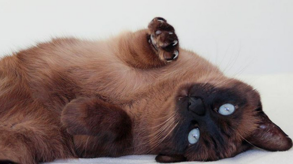 Catfluencer