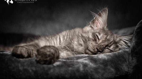 blog_rhr_pets_nl_maine_coone_living_with_maine_coons_1