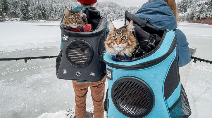 rhrpets_nl_blog_info_experiences_maine_coon_1