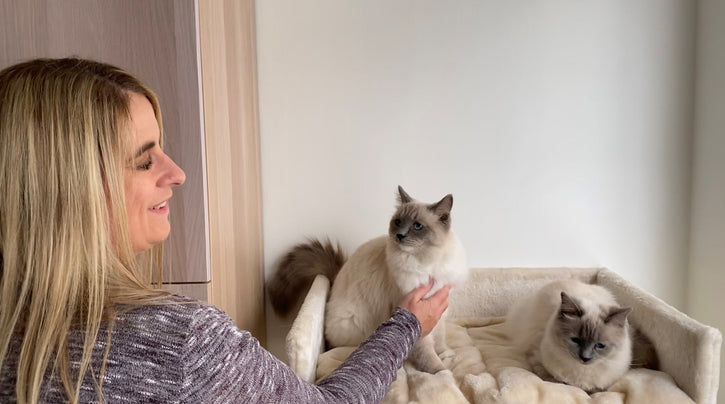 blog_rhr_pets_nl_ragdoll_living_with_ragdolls_1