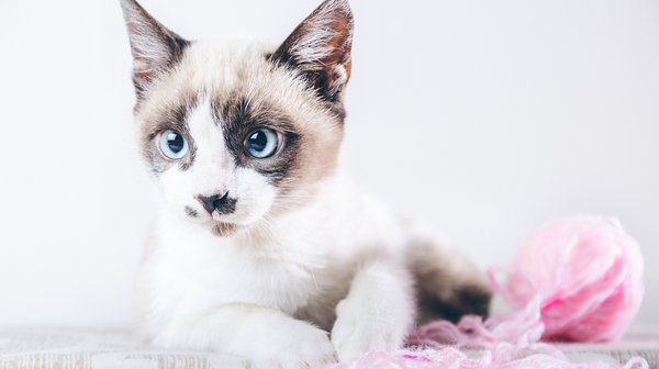 Cat disease FVR