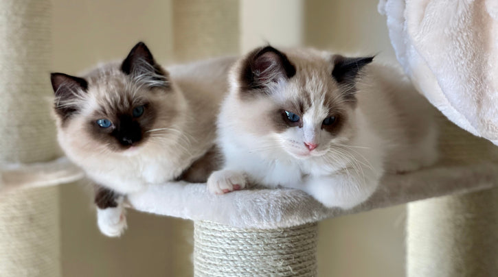 blog_rhr_pets_nl_ragdoll_living_with_ragdolls_1