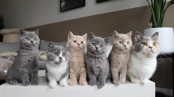 British Shorthair Cattery