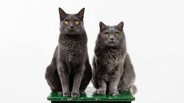 Chartreux, the most beautiful cat breed
