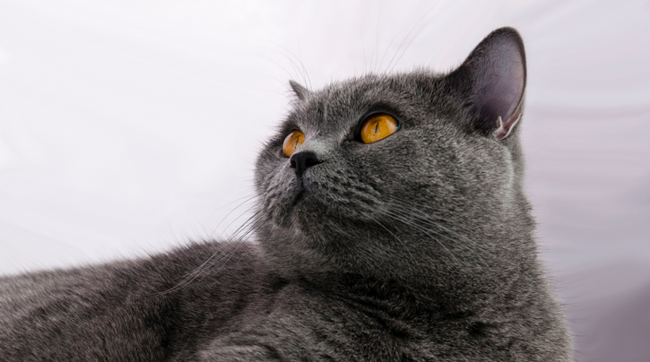 blog_rhr_pets_NL_why_buy_good-quality_cat_tree_3