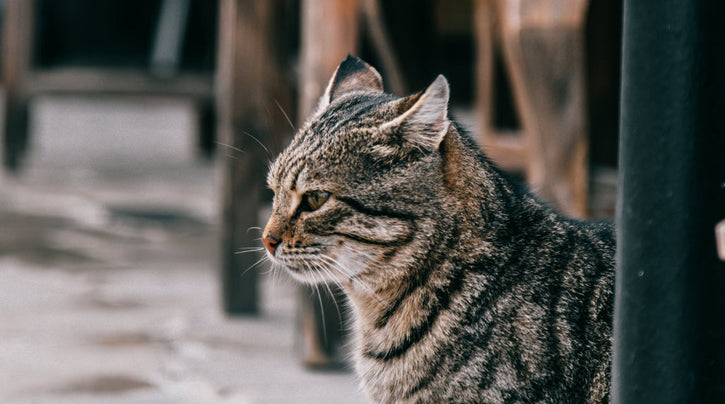 Tales and Tails: Monthly cat stories shared by cat lovers