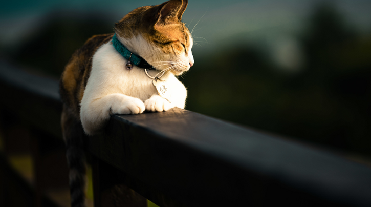 20 unusual facts about cats