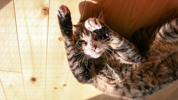 Keeping your cat cool: what you really need to do during hot weather
