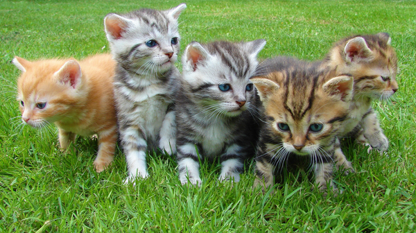International Cat Day: today is all about your cat