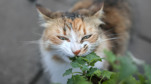 Why is your cat obsessed with catnip?