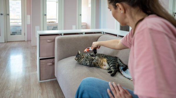 Cat Sitter Options for When You’re Away