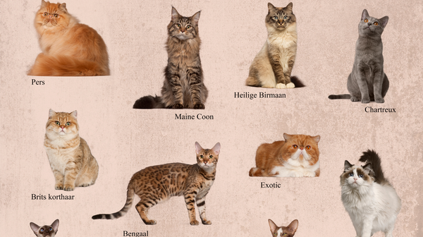 What Your Cat Breed's Says About You
