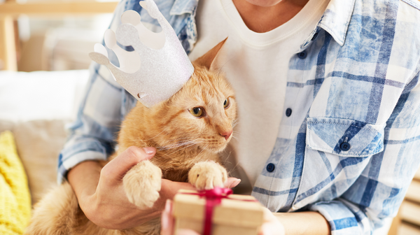 The 7 Most Spoilt Cat Breeds