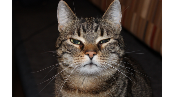The cold stare of my cat: Does my cat hate me?