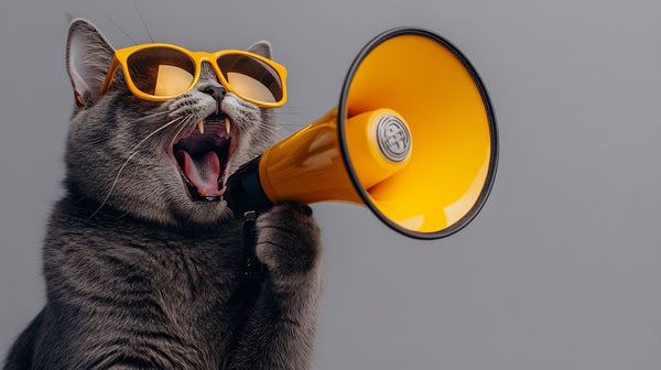 Holiday bonus just came in? Treat your cat to a summer full of fun too!