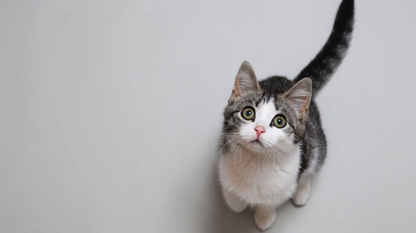 Did you know that your cat has two holidays?