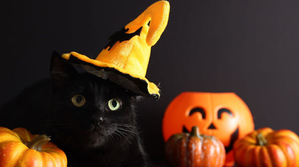 Why Cats Are an Essential Part of Halloween