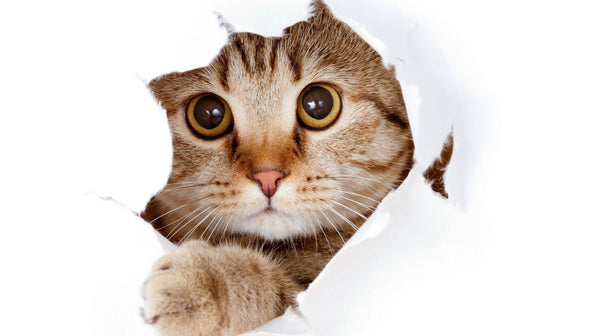 What the most popular cat names of 2025 say about you