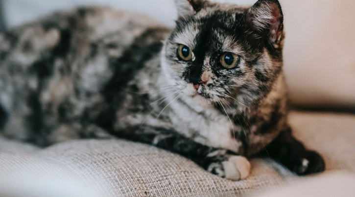 How to train cats not to scratch furniture: Furniture protection tips