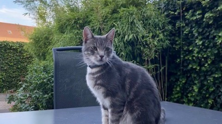 blog_rhr_pets_nl_european_shorthair_living_with_european_shorthairs_1