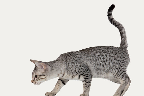 CAT TREES ESPECIALLY FOR EGYPTIAN MAU CATS