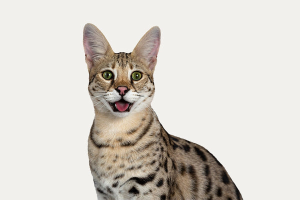 CAT TREES ESPECIALLY FOR SAVANNAH CATS
